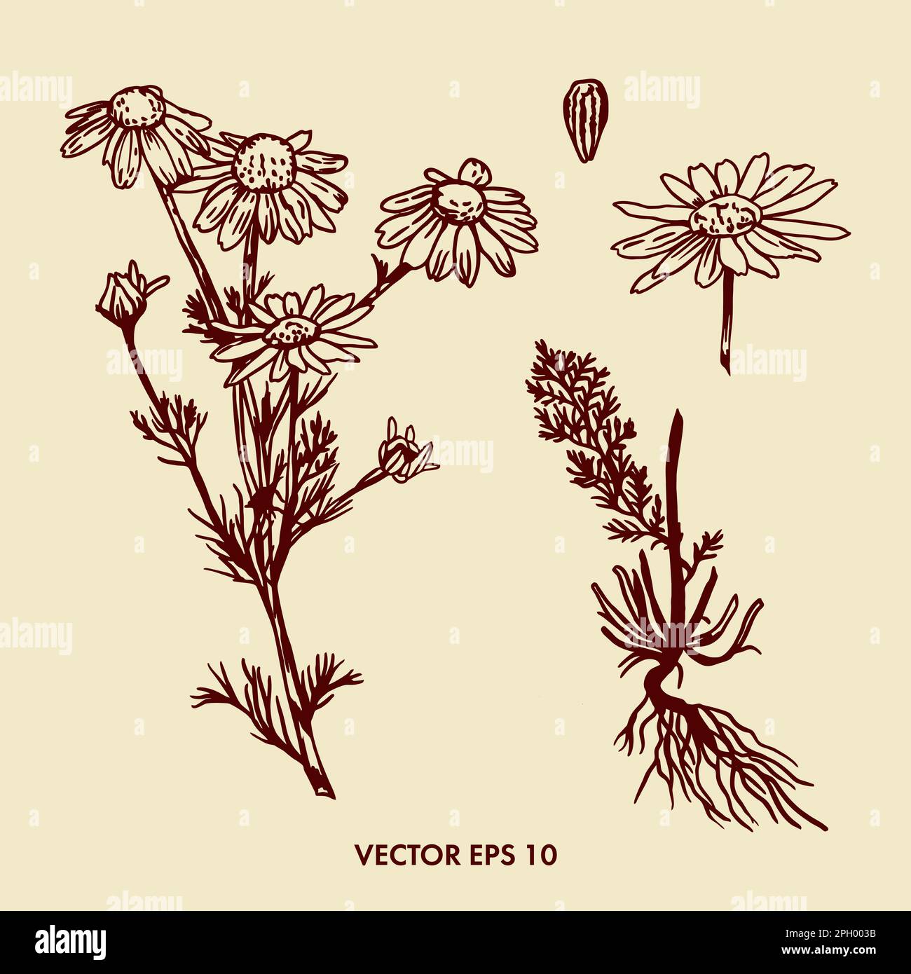 Chamomile flower drawing. Vector hand drawn illustration Stock Vector