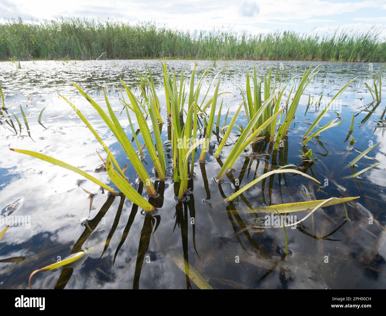 Water soldier aquatic plant floating on lake surface Stock Photo