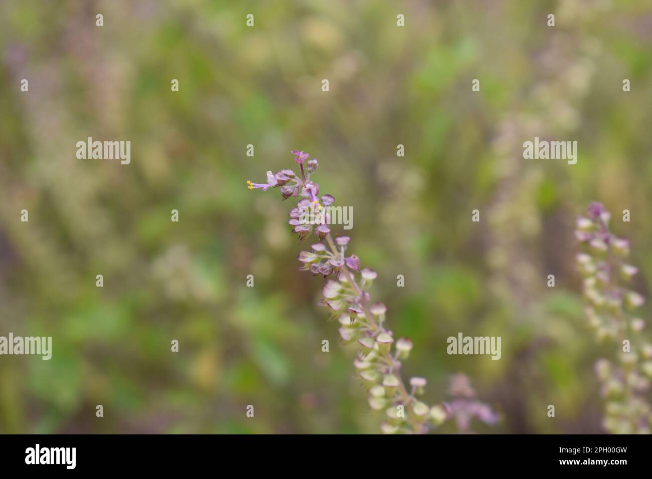 holy basil, (Ocimum tenuiflorum), also called tulsi or tulasi