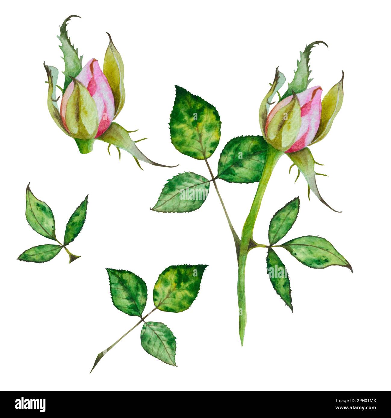 Roses. Watercolor illustration of bright pink roses. Botanic ...