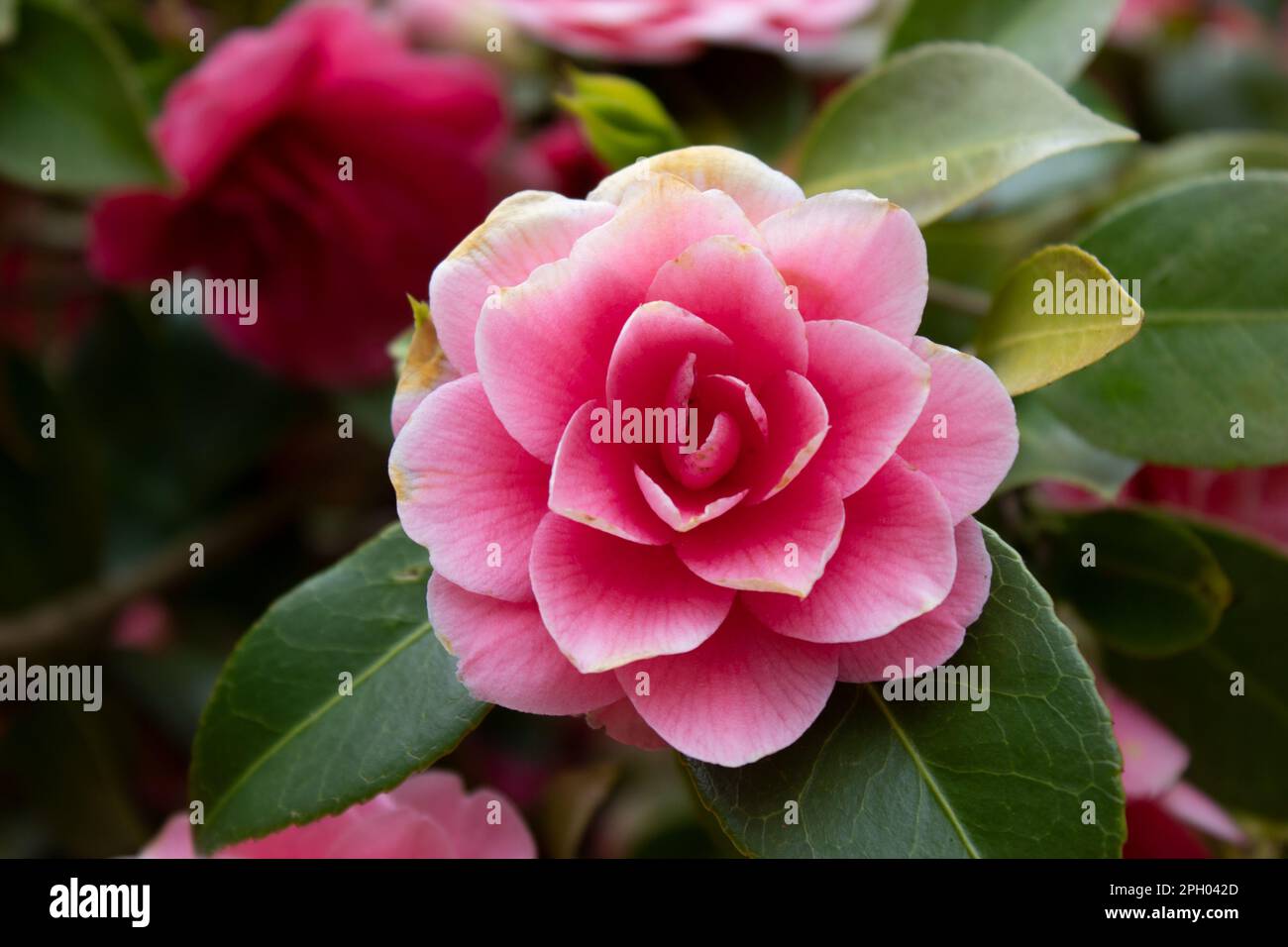 Closeup of pink blooming Camellia japonica plant, also known as common