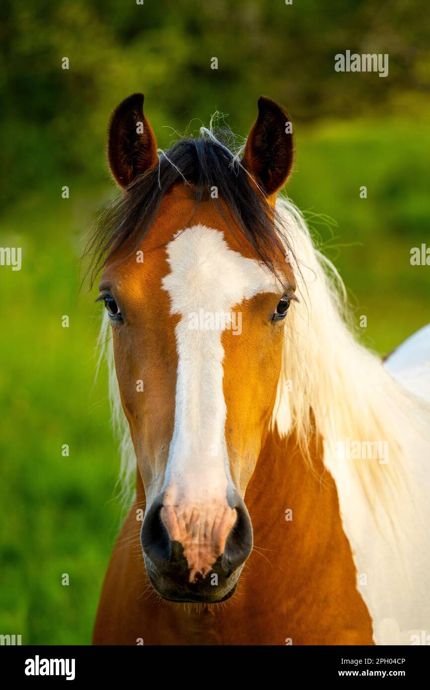 Portrait of a pinto horse. A green meadow in the background. Stock Photo