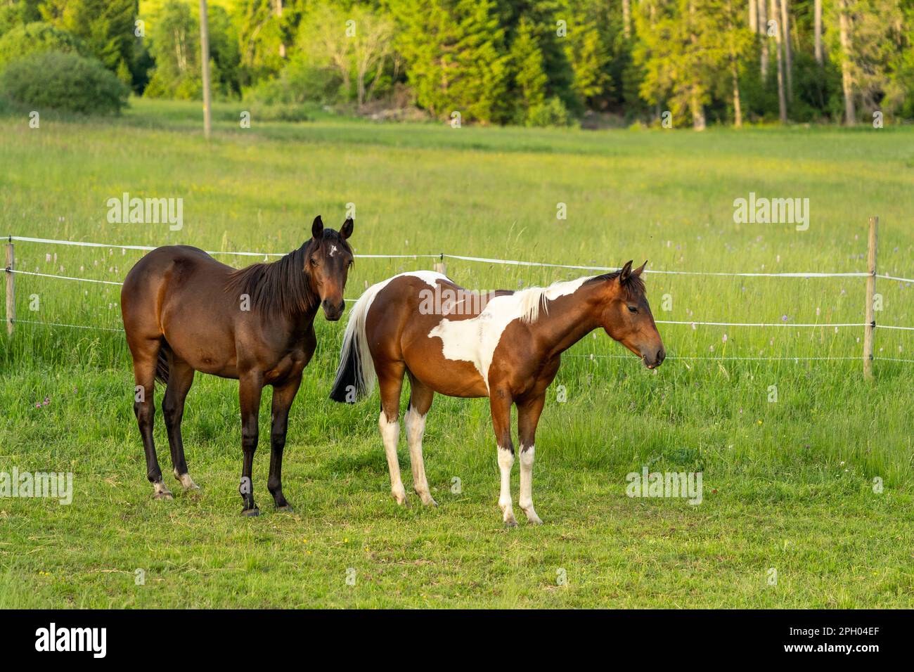 Two young horses on a meadow, one piebald and one bay. It is to see that the back part of the young horses is bigger than the front part, due to growi Stock Photo