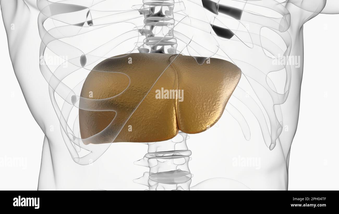 Liver xray healthy hi-res stock photography and images - Alamy