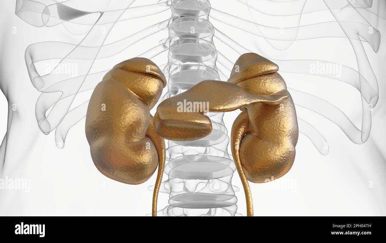 Human Kidneys Anatomy For Medical Concept 3D Illustration Stock Photo ...