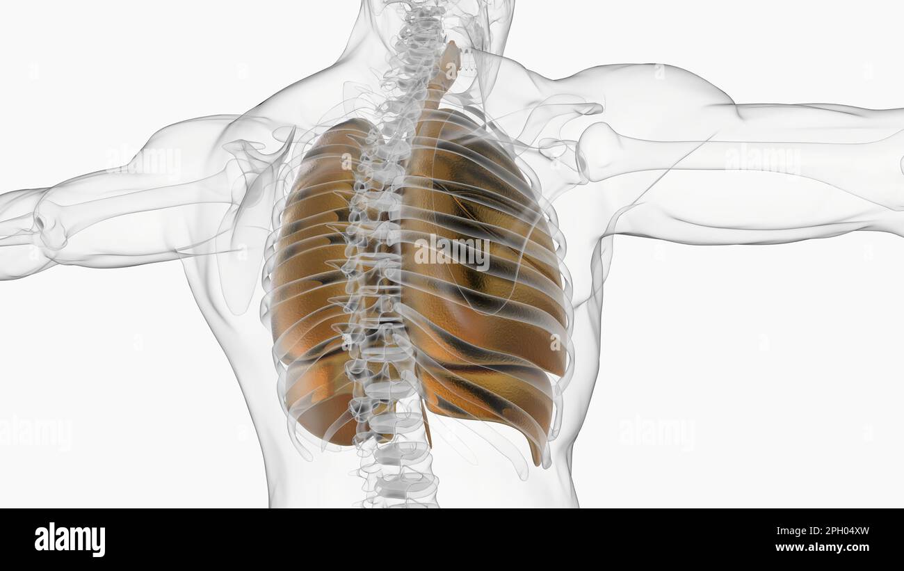 human lungs with diaphragm anatomy for medical concept 3D illustration ...