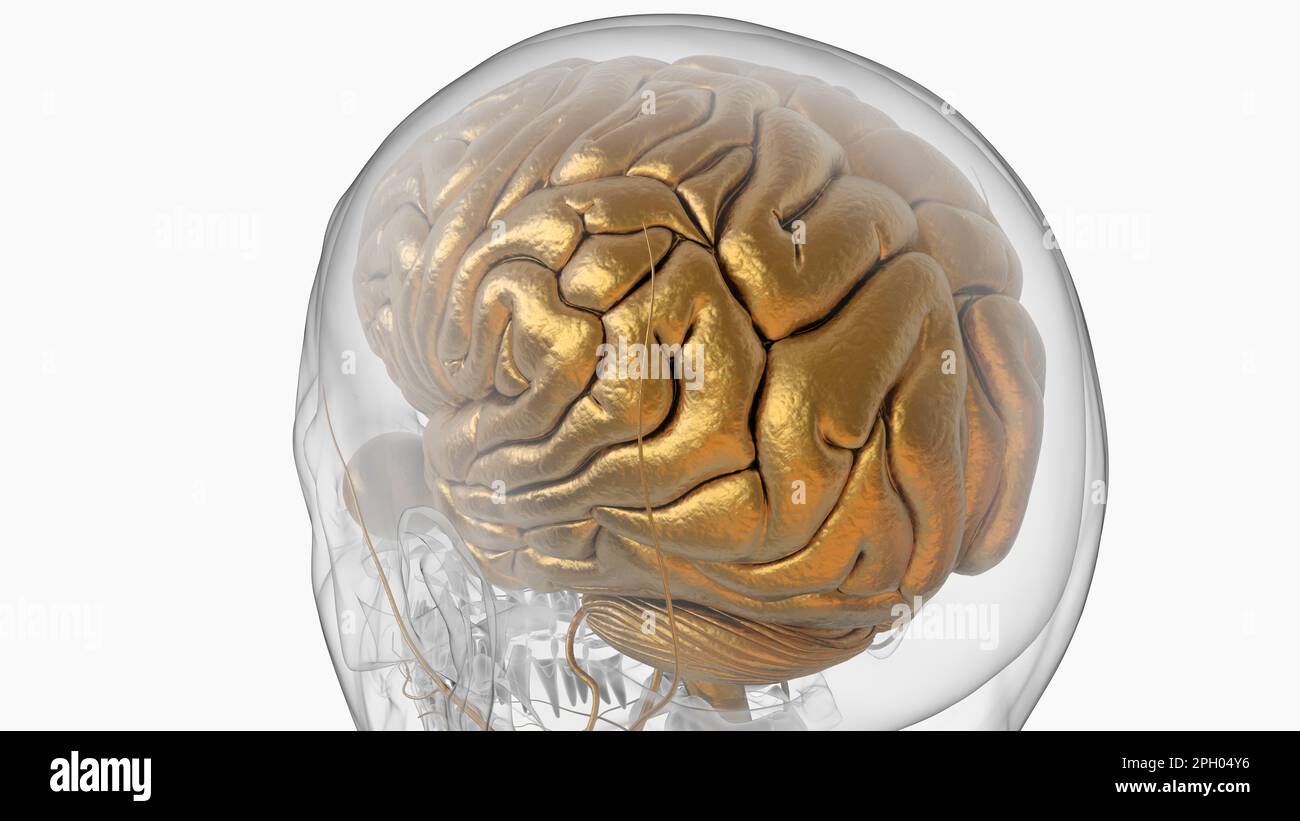 Human brain anatomy for medical concept 3D illustration Stock Photo - Alamy