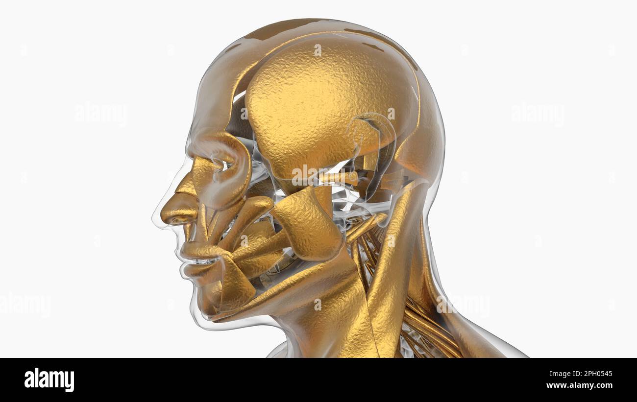 3D Illustration, Muscle is a soft tissue, Muscle cells contain proteins ...