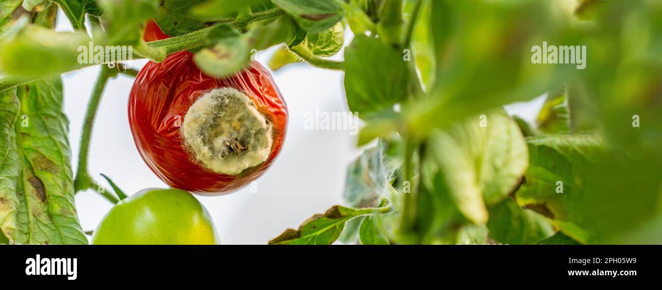 Tomatoes get sick by late blight. Phytophthora infestans. tomato fungal disease. On the bush is a ripening tomato with spots, affected by late blight. Stock Photo