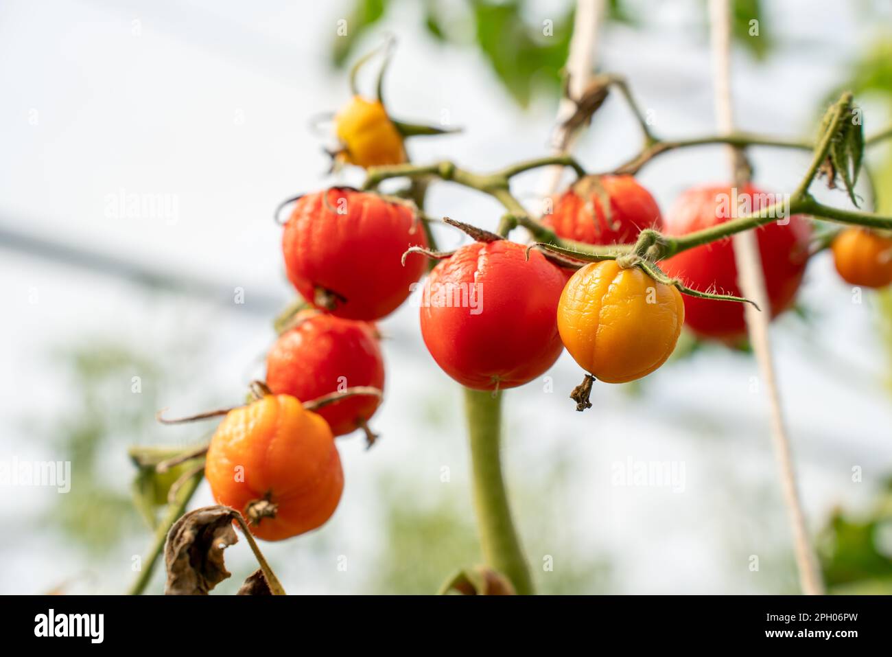 Tomatoes wither due to hot weather. Tomato fruits are affected by a