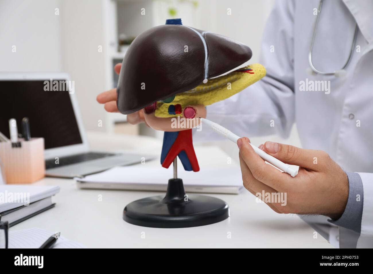 Doctor demonstrating model of liver at table in clinic, closeup Stock ...