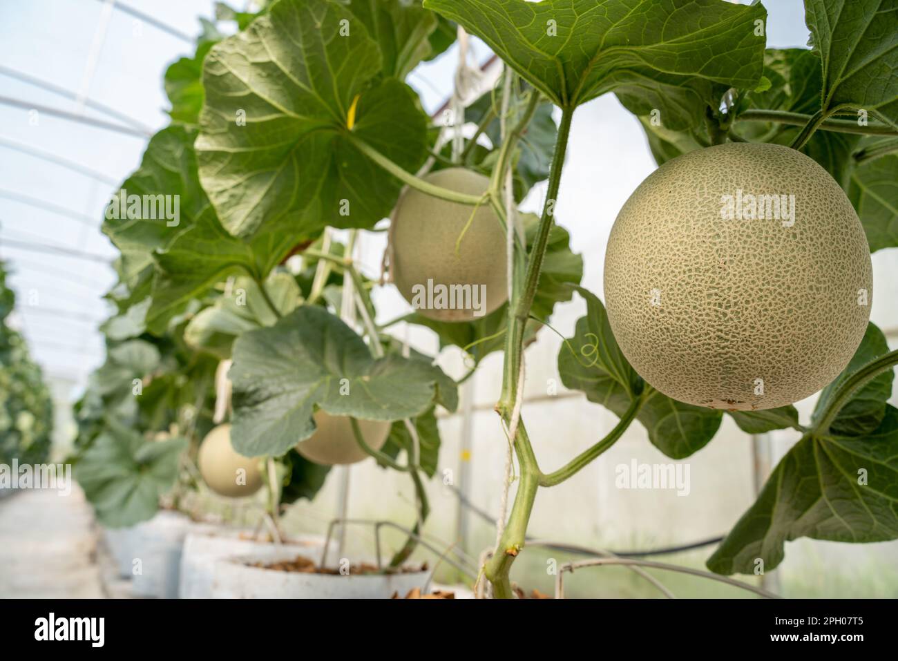 green orgranic melons fruit or cantaloupe in melons farm plant green