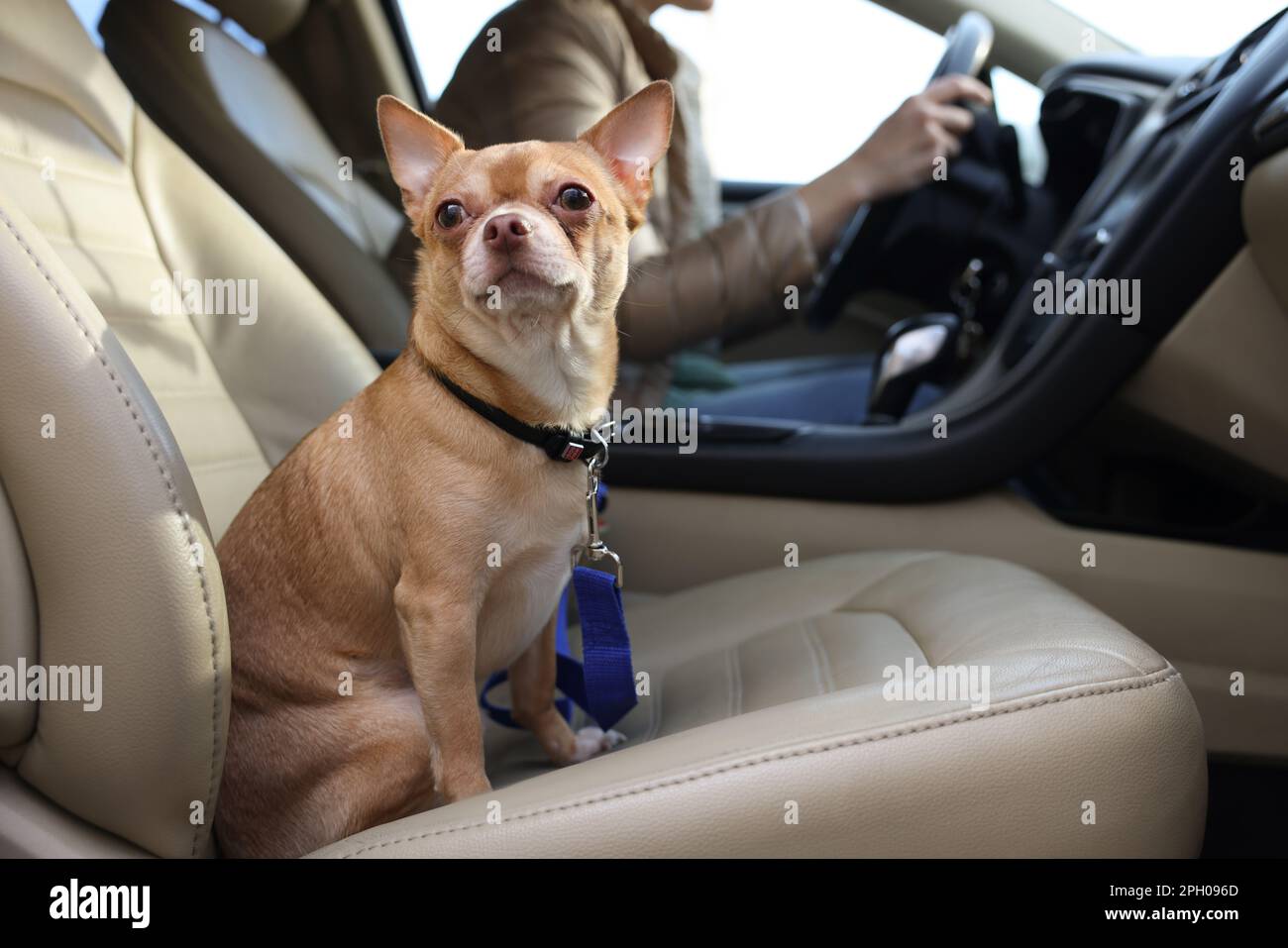 Small chihuahua dog on passenger seat near woman in modern car Stock