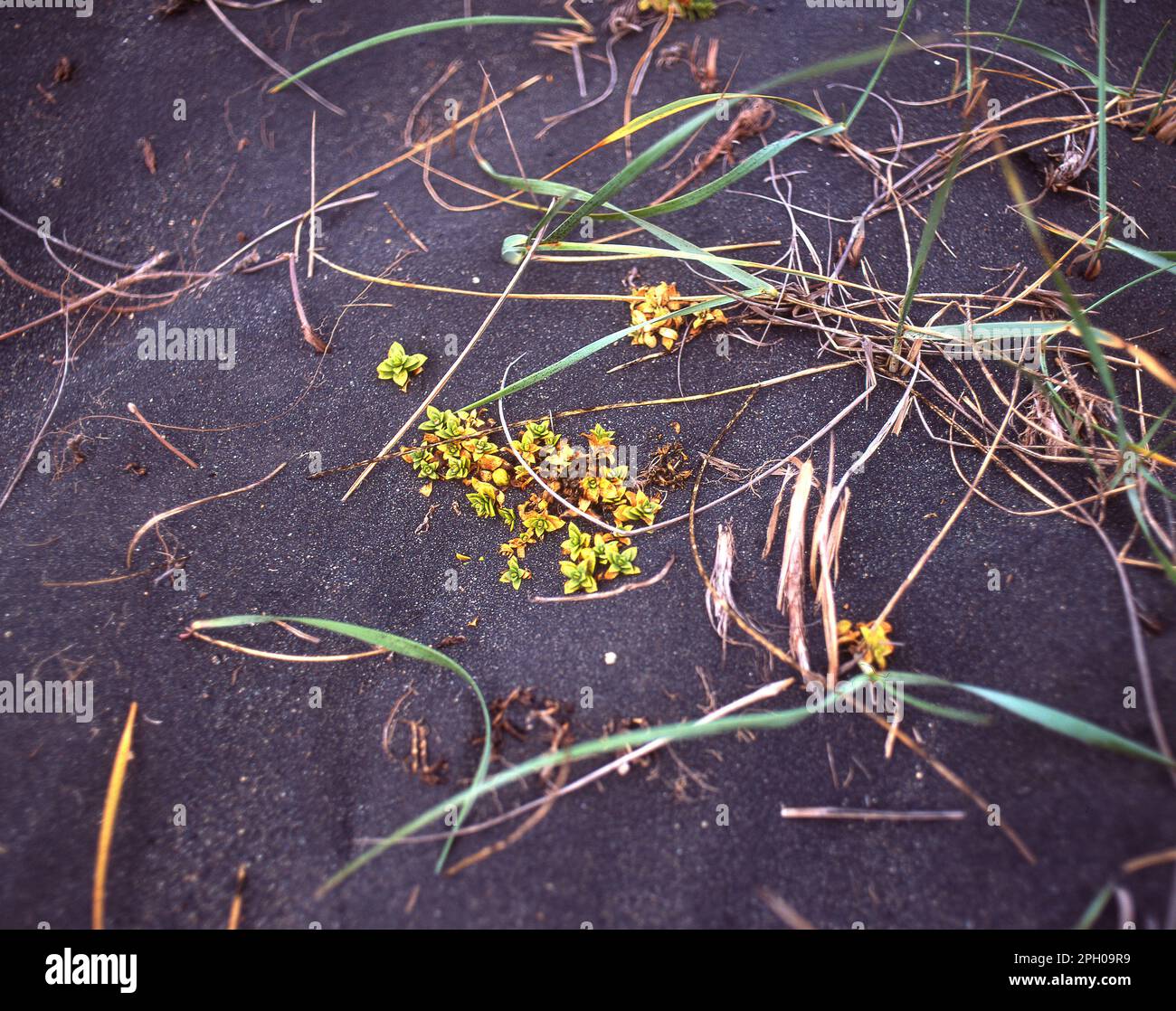 Iceland, plants in black lava sand Stock Photo Alamy