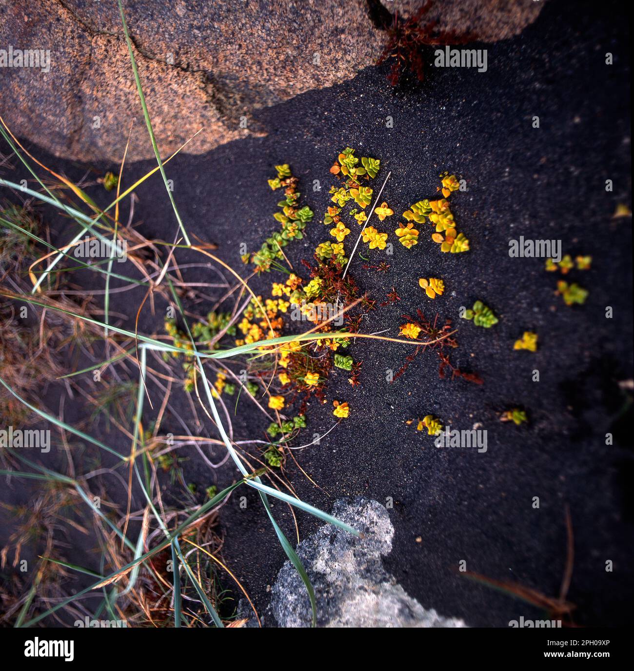 Iceland, plants in black lava sand Stock Photo Alamy
