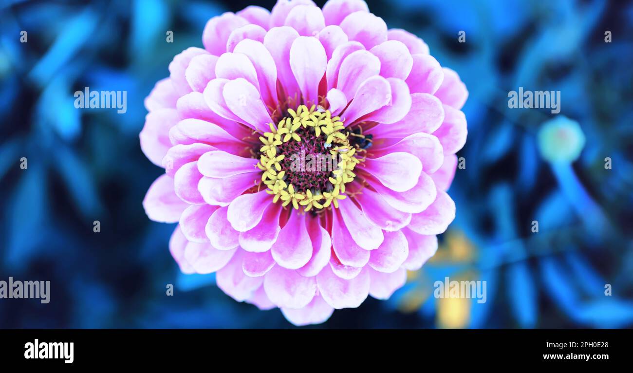 Plants and flowers macro. Detail petals and leaves at sunset. Natural nature background Stock