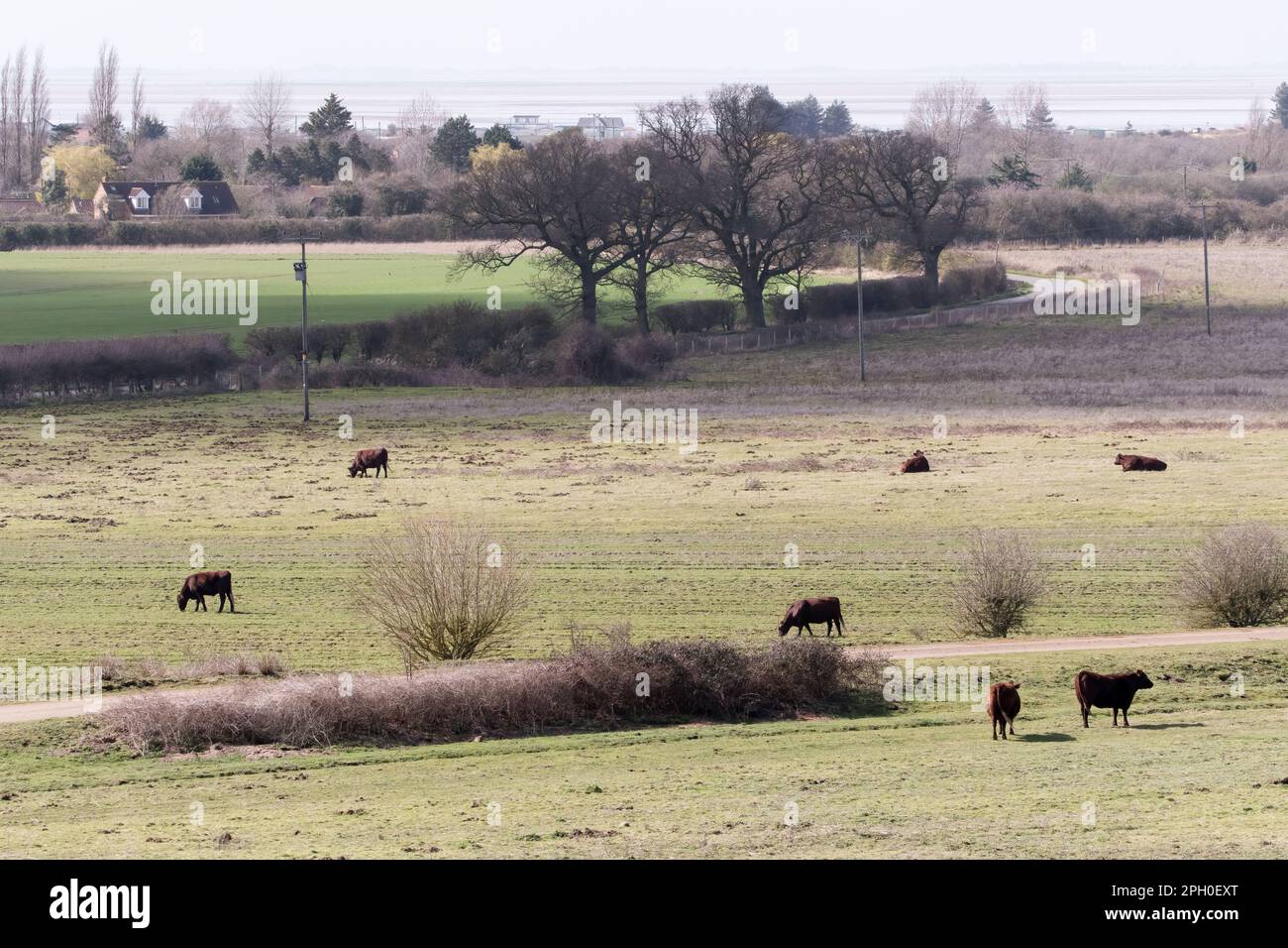 Red poll cattle used for conservation grazing at Ken Hill on the east shores of The Wash in Norfolk. Stock Photo