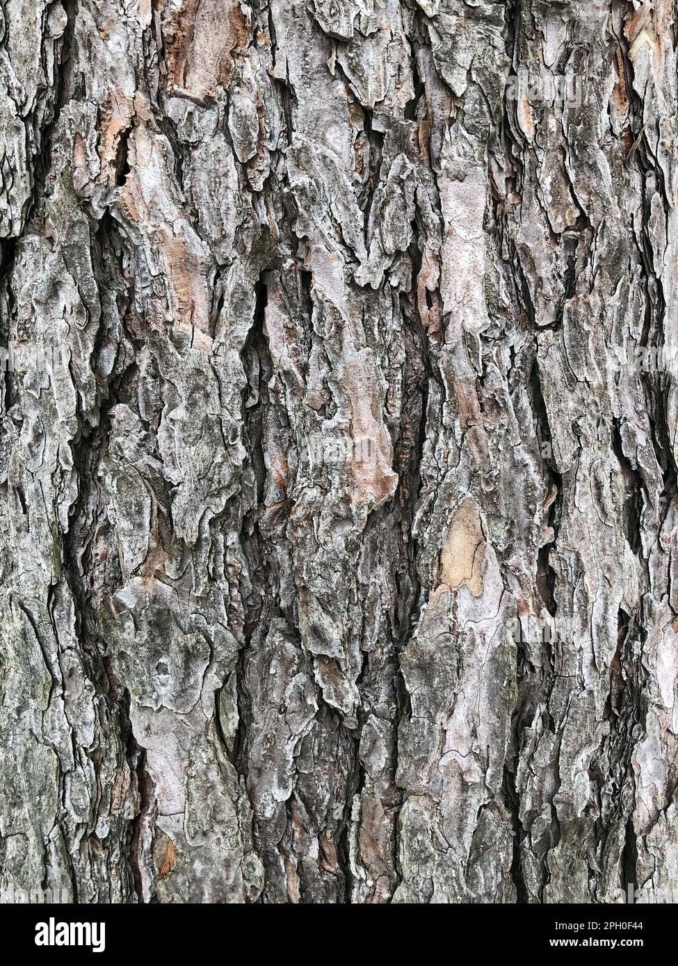 texture pine bark of old tree, abstract background Stock Photo