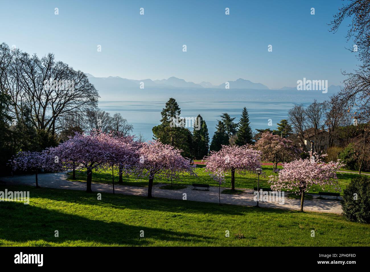 Blossom in spring. Landscape of Prunus Kwanzan pink flowers, tree, mountain and lake. Lausanne