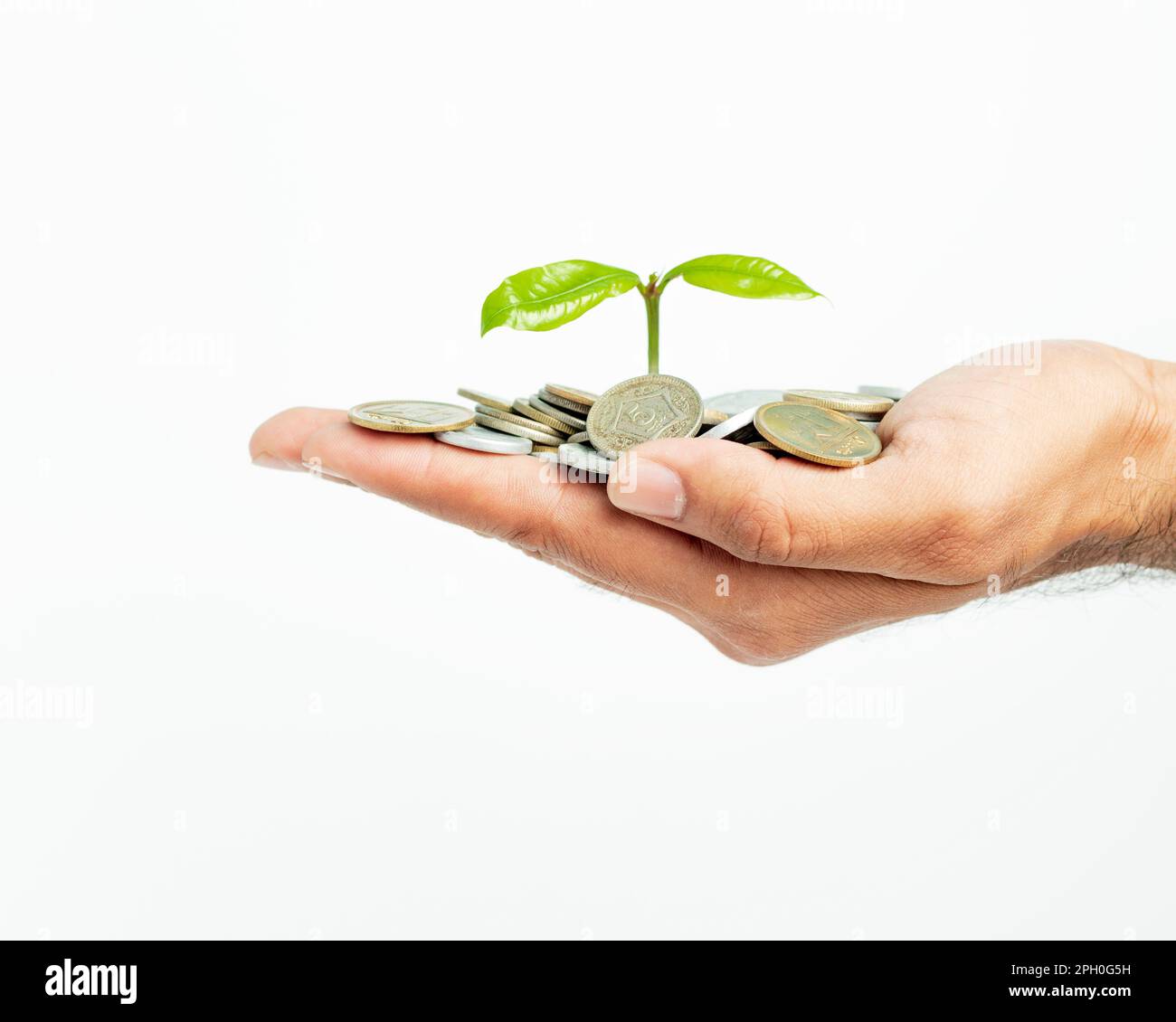 Hand of man with tree growing from pile of coins, pakistani currency Stock Photo