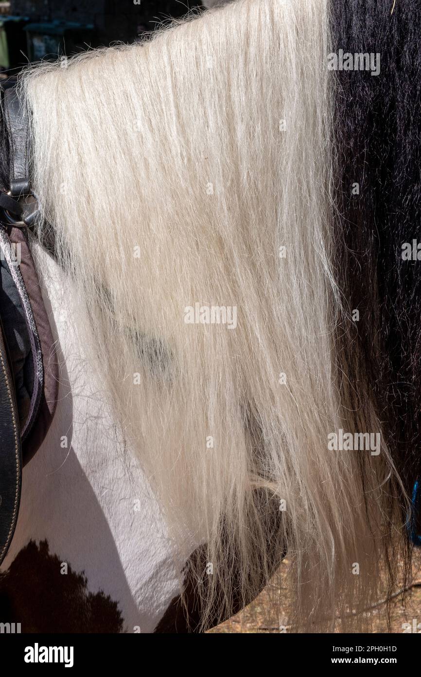 detail of the manes of a black and white horse, veterinary hairdresser's shop Stock Photo