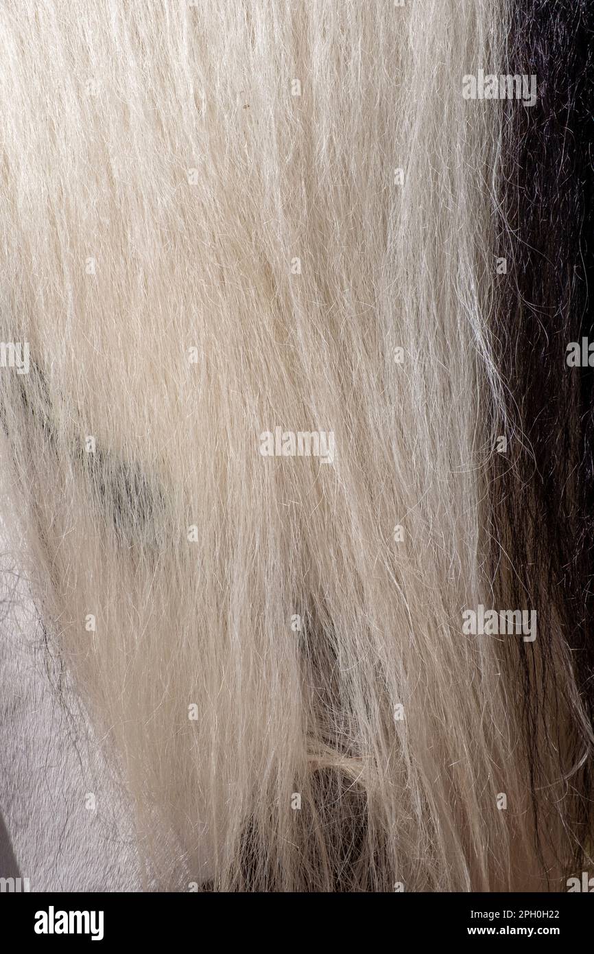 detail of the black and white horse's mane, veterinary hairdresser's shop Stock Photo