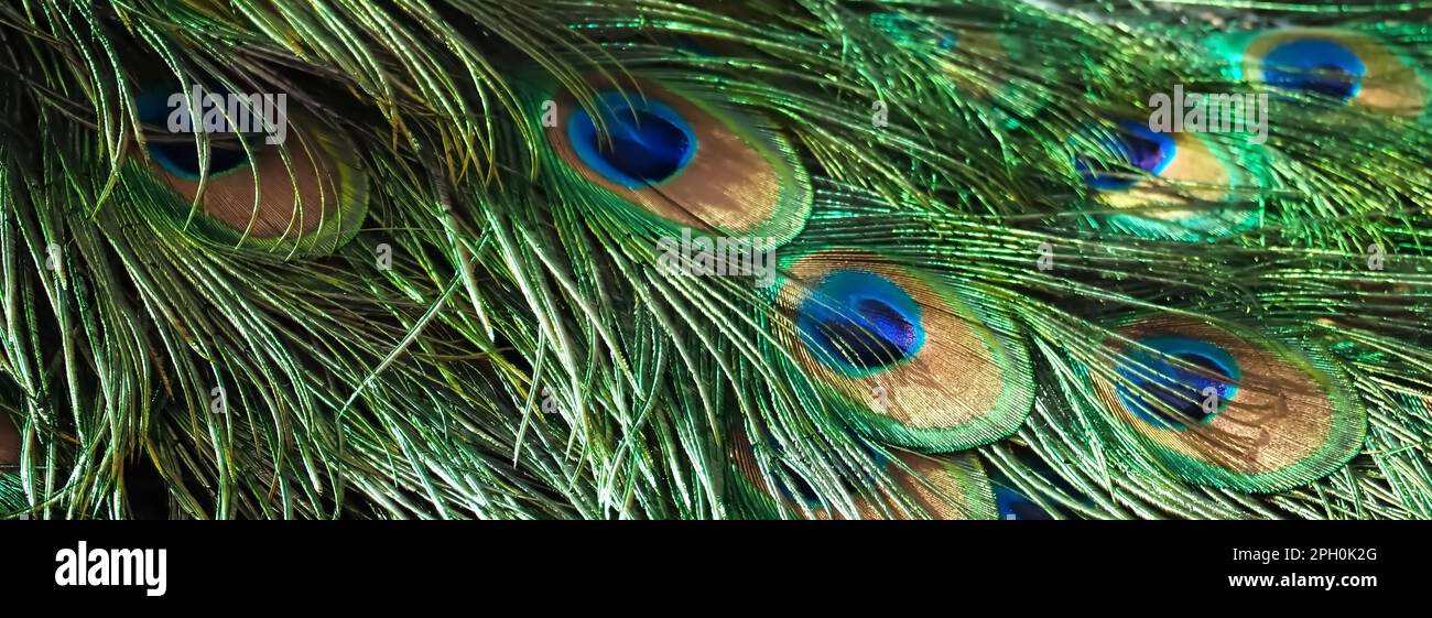 Beautiful peacock tail feathers with blue eyes Stock Photo