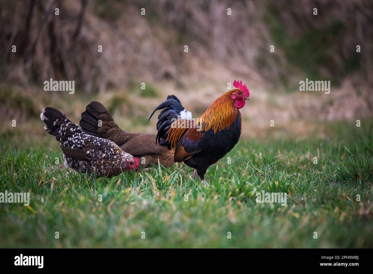 Group of Stoapiperl chickens.The Stoapiperl/ Steinhendl is an endangered Austrian chicken breed Stock Photo