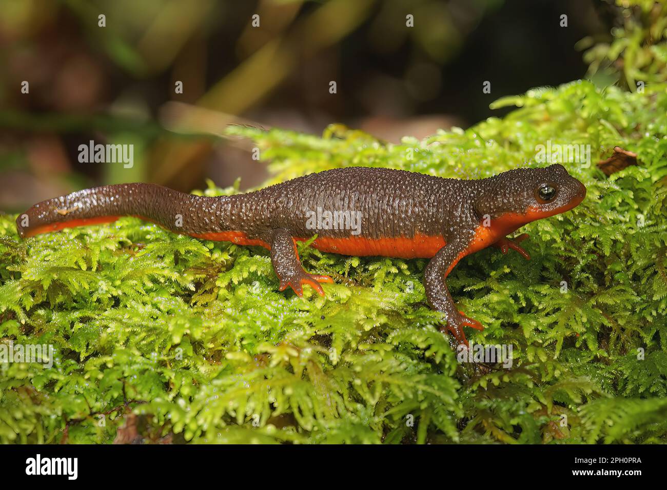 Natural Closeup on a rare adult hybrid female between protected Red