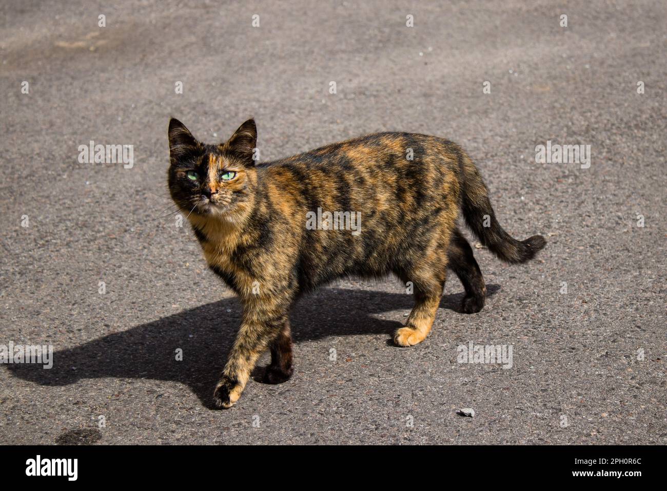 Many domestic cats are now living in the debris of destroyed houses