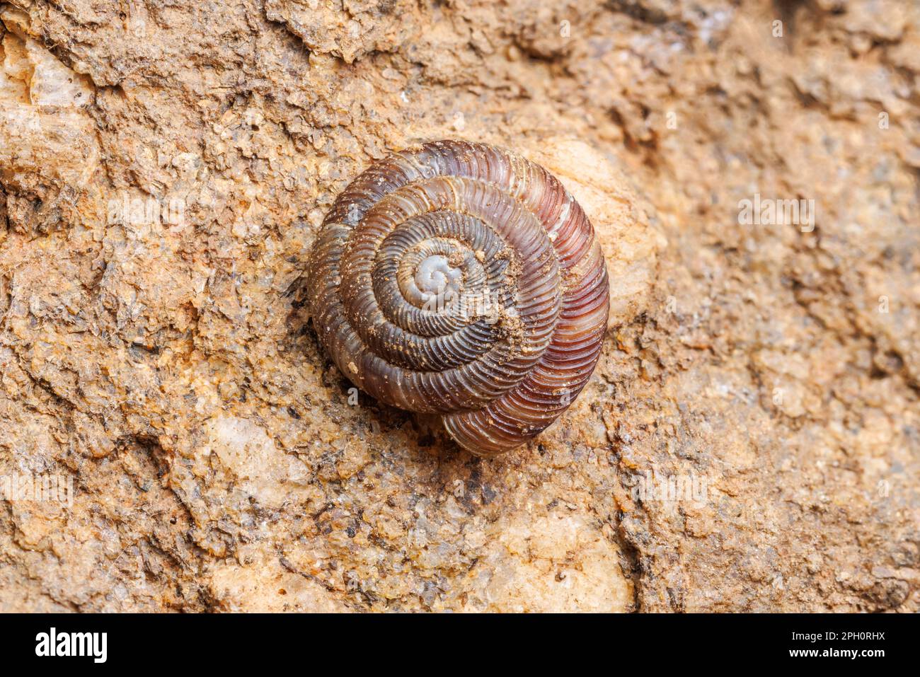 Rotund Disc (Gonyodiscus rotundatus), a small land snail. Stock Photo