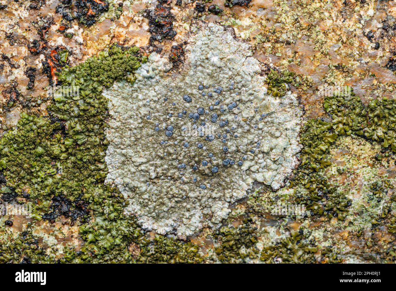 Smokey-eyed Boulder Lichen (Porpidia albocaerulescens) on a rock. Stock Photo