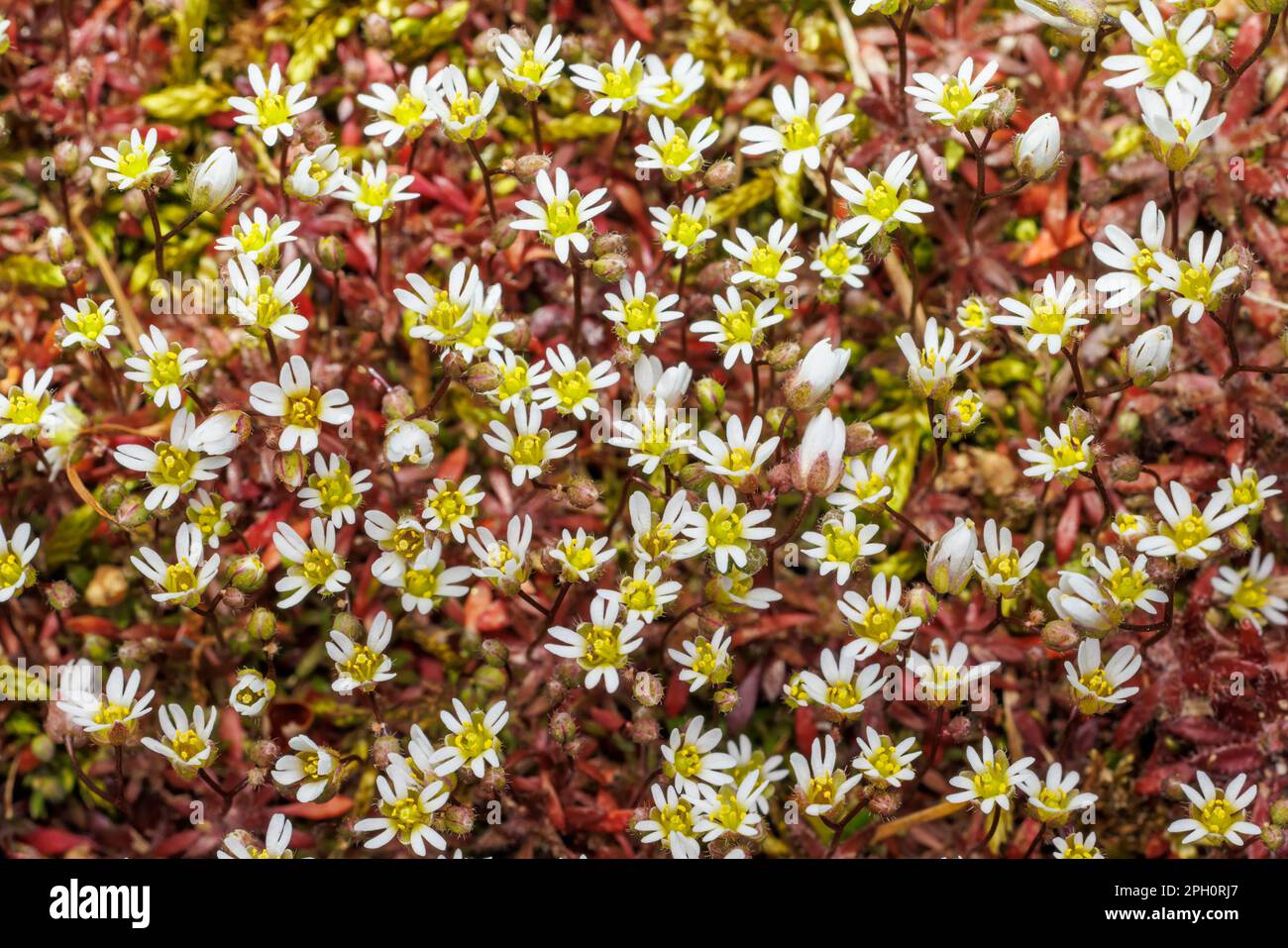 Common Whitlowgrass (Draba verna) Stock Photo