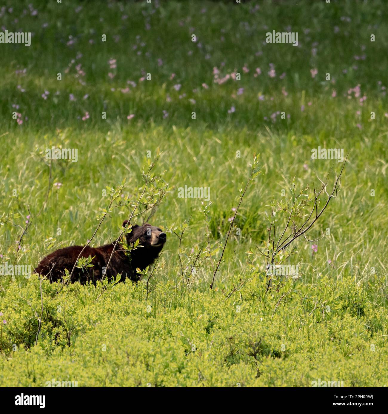 Black Bear Sniffs the Air in Flower Filled Field in Sequoia National Park Stock Photo