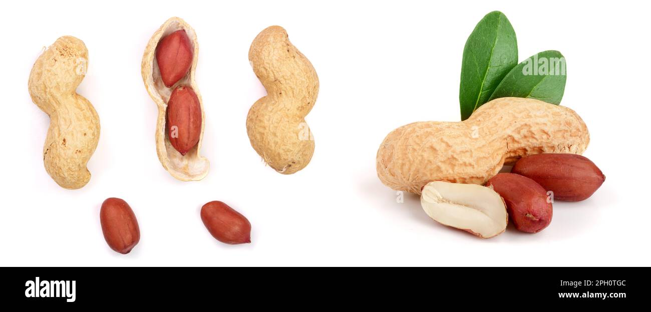 Peanuts. Nuts in shell and peeled isolated on white background. Collection or set. Full depth of