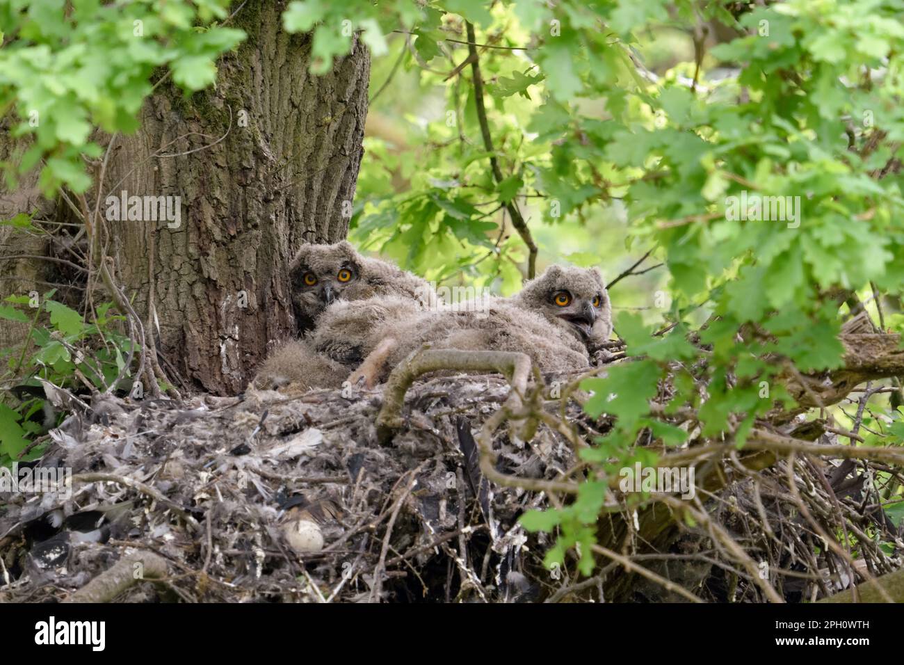 in the woods... European eagle owl ( Bubo bubo ), eagle owl eyrie with four young birds on an old oak tree, former goshawk eyrie. Stock Photo