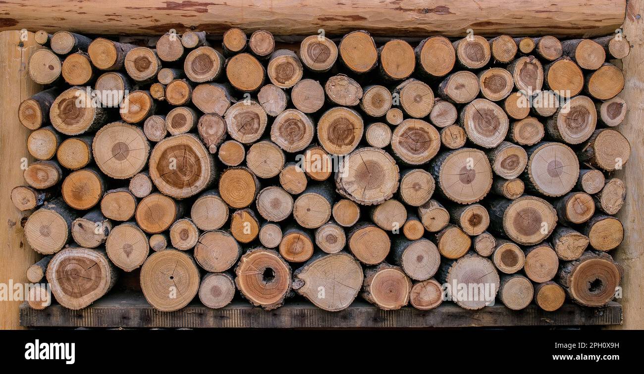 Varieties of wood logs background with texture details Stock Photo Alamy