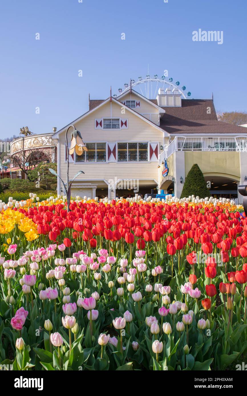 Beautiful tulip landscaping design in the four seasons garden of Everland Resort of Seoul, South Korea Stock Photo