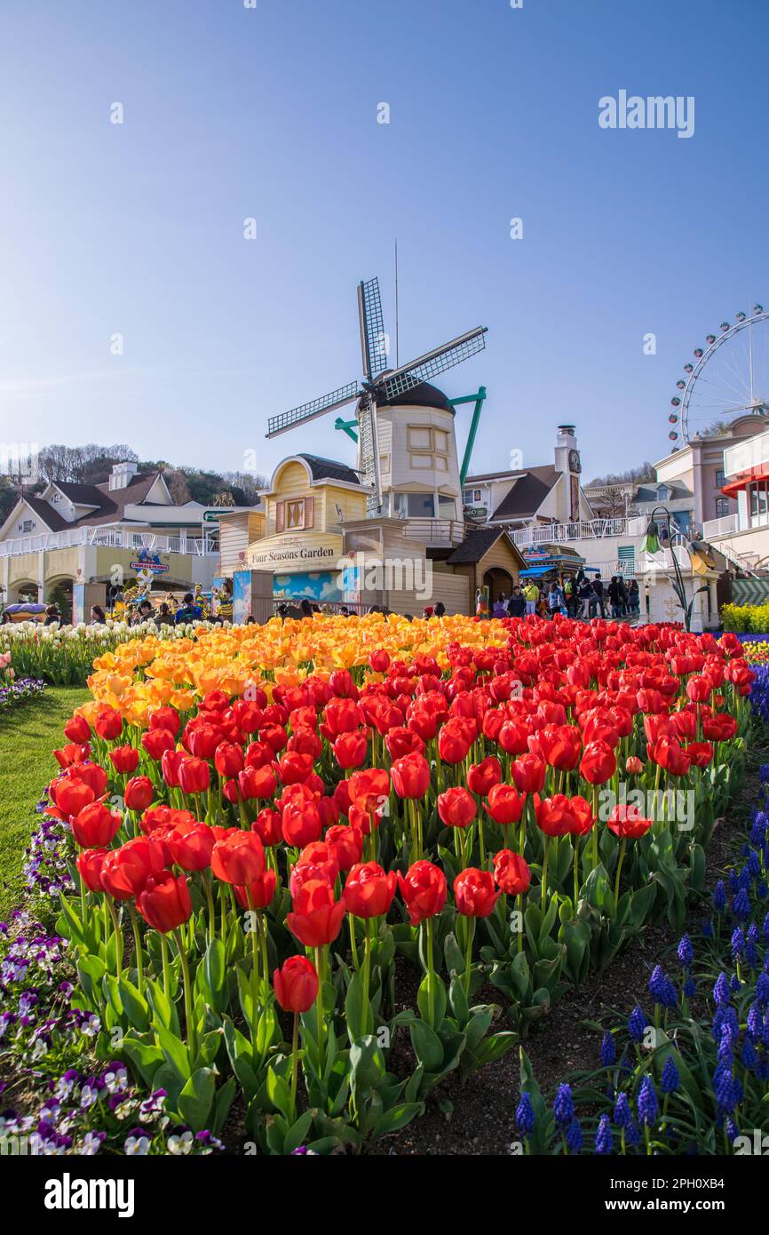 Beautiful tulip landscaping design in the four seasons garden of