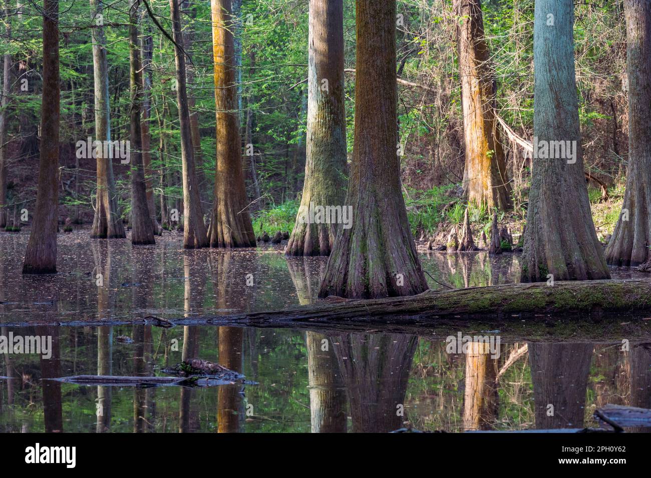 Bald cypress trees, Taxodium distichum, leafing out in springtime, their trunks reflected in the water. Stock Photo