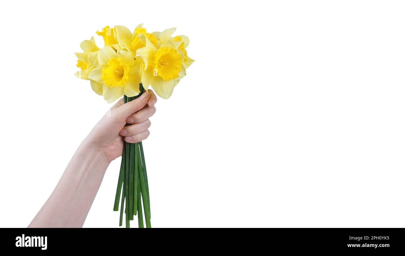 Hand hold bouquet of yellow daffodils flowers, Easter bells isolated on white background. Blooming spring flowers. Mockup, template for holiday, birth Stock Photo