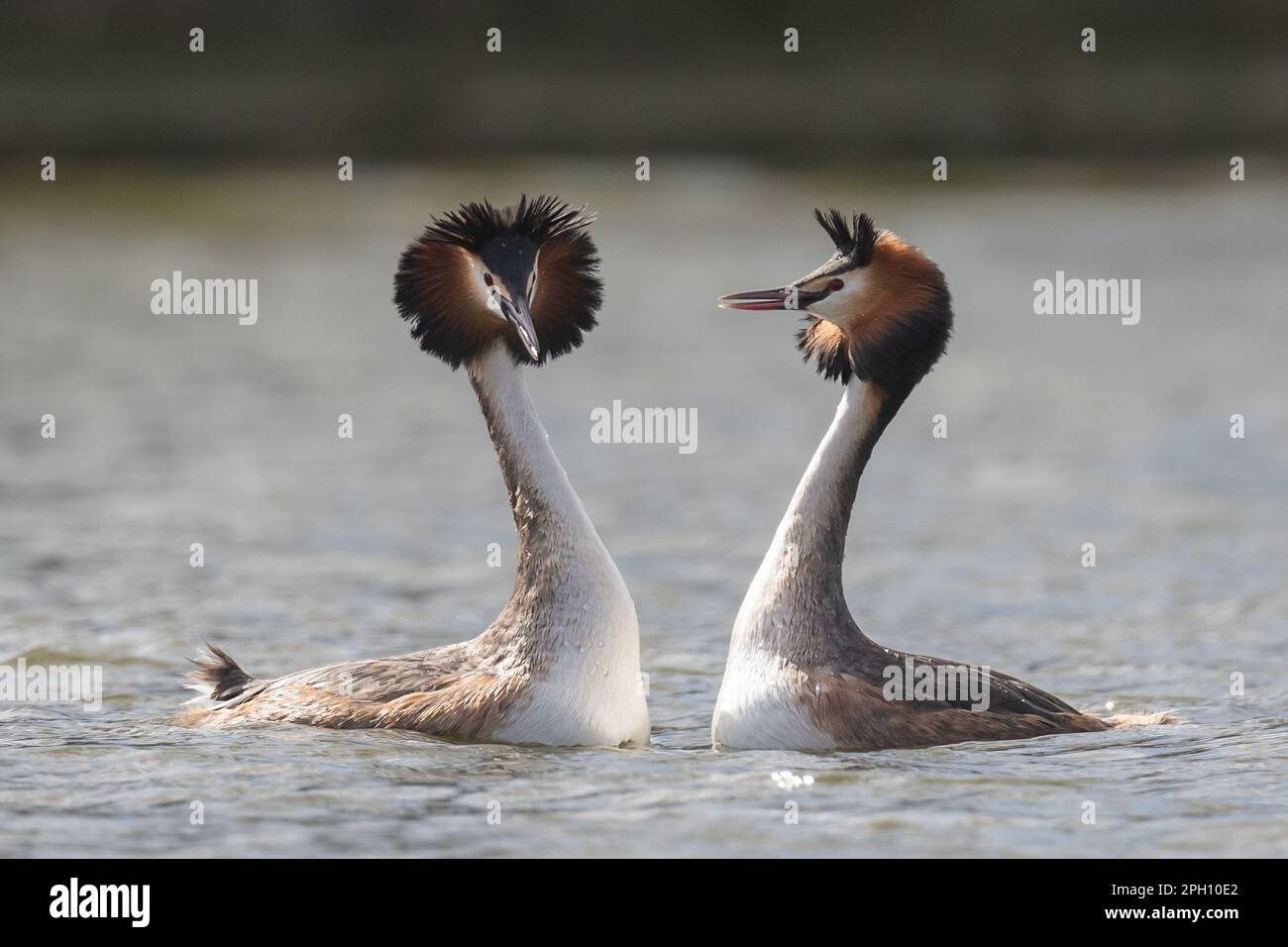 Grebe Head Pair of great crested grebes with raised head plumes raised in ...