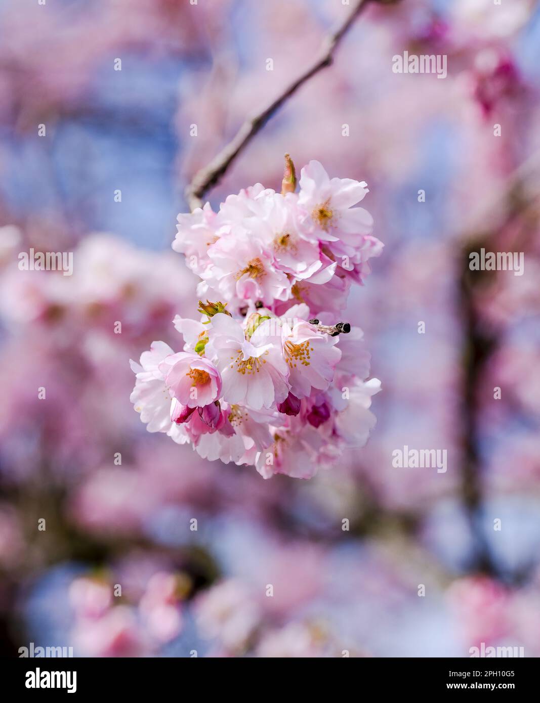 Cherry blossom cluster hi-res stock photography and images - Alamy