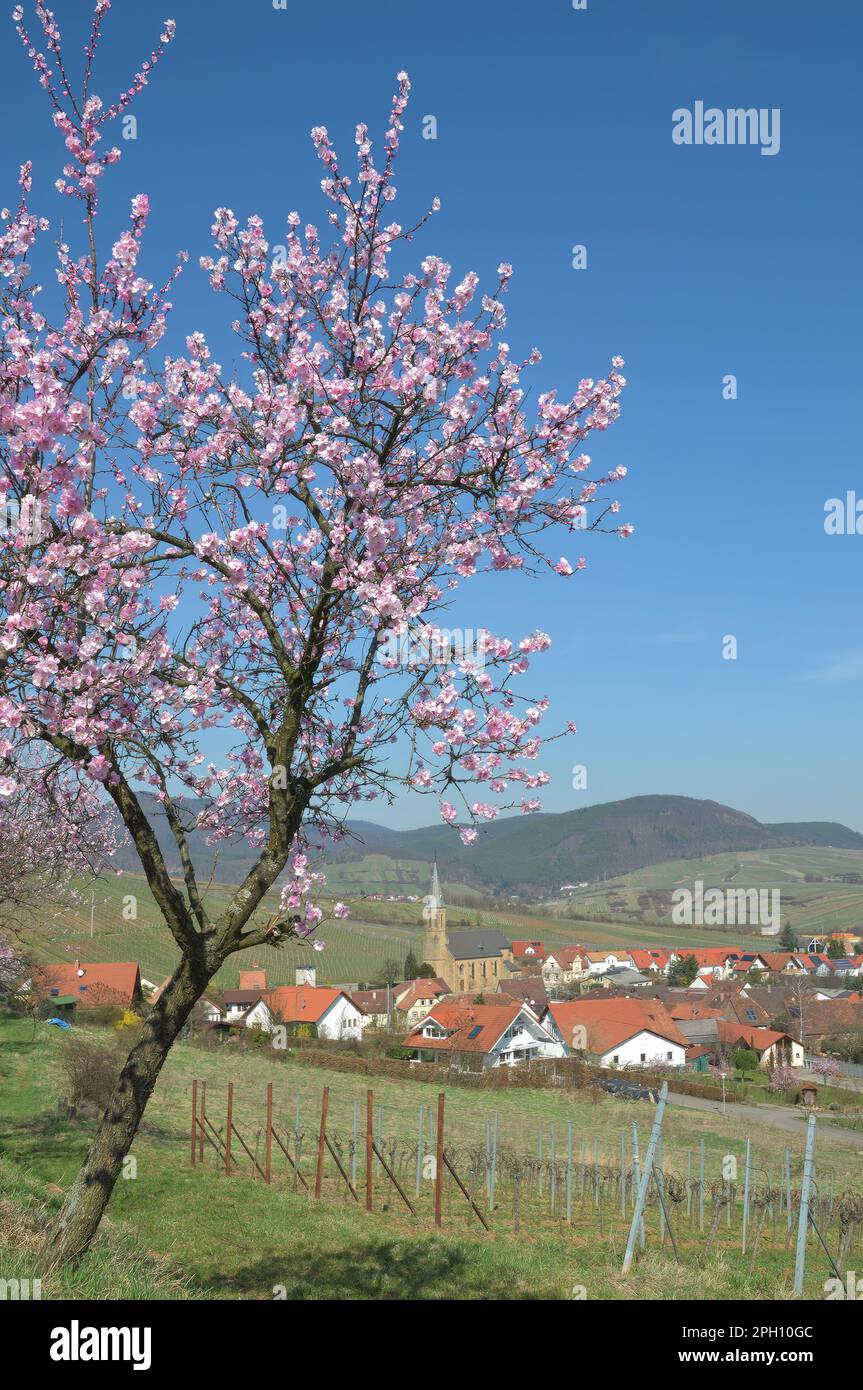 Springtime with Almond Blossom in Palatinate Wine Region,Germany Stock Photo
