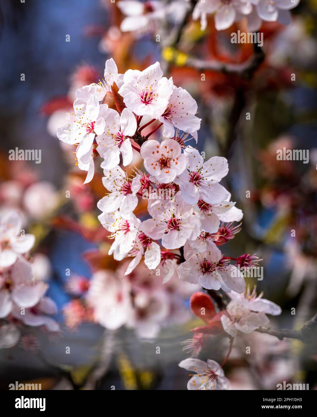 Cherry blossom cluster hi-res stock photography and images - Alamy