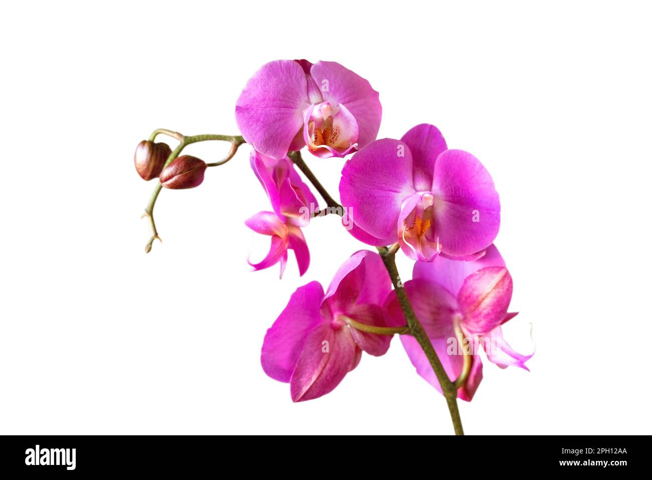 Purple orchid flower phalaenopsis, phalaenopsis or falah. Orchid branch with pink flowers isolated on white background. Floriculture, flower shop, hom Stock Photo