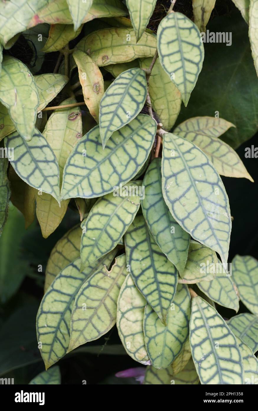 Beautiful leaf pattern on Hoya Callistophylla, a rare tropical houseplant Stock Photo