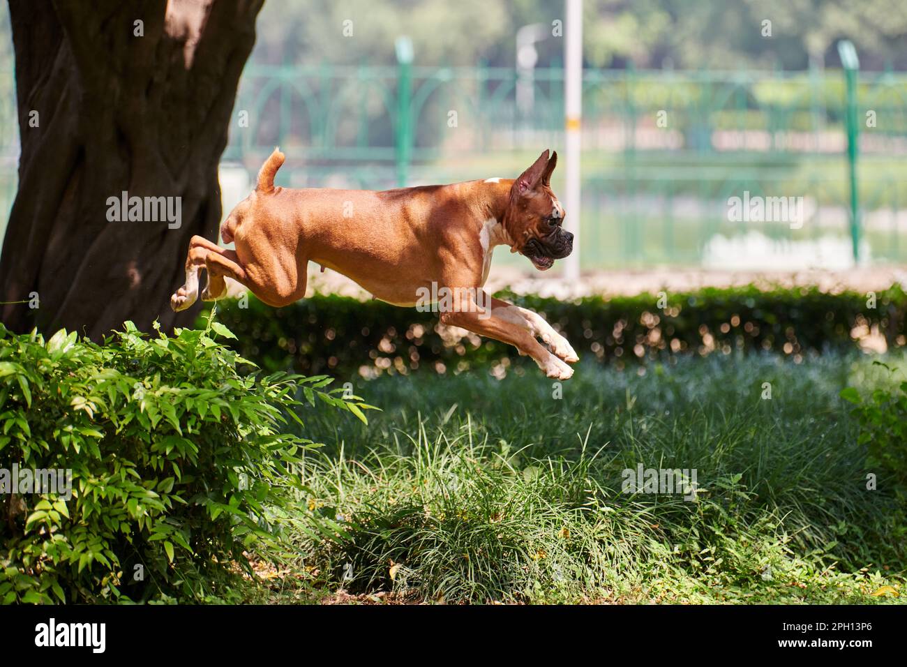 Boxer dog jumping over green bush in public park, outdoor walking with adult pet, happy short