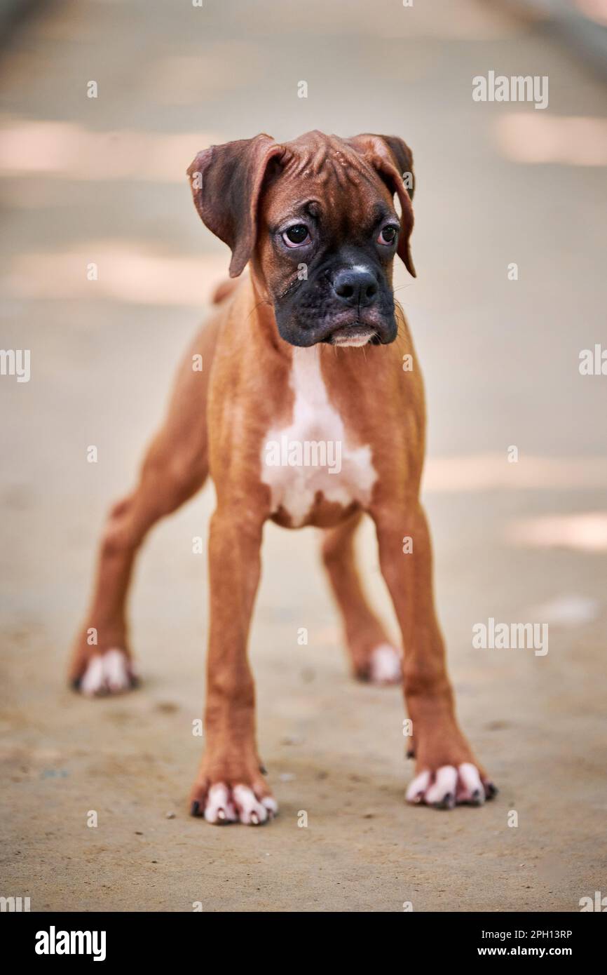 https://c8.alamy.com/comp/2PH13RP/boxer-dog-puppy-full-height-portrait-at-outdoor-park-walking-footpath-background-funny-cute-boxer-dog-face-of-short-haired-dog-breed-boxer-puppy-po-2PH13RP.jpg