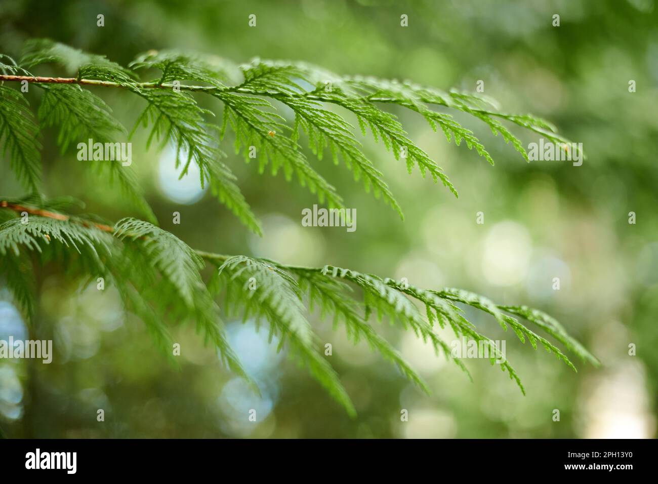 Western red cedar tree branch foliage close up with green bokeh forest background, beautiful evergreen coniferous tree in public park. Western redceda Stock Photo